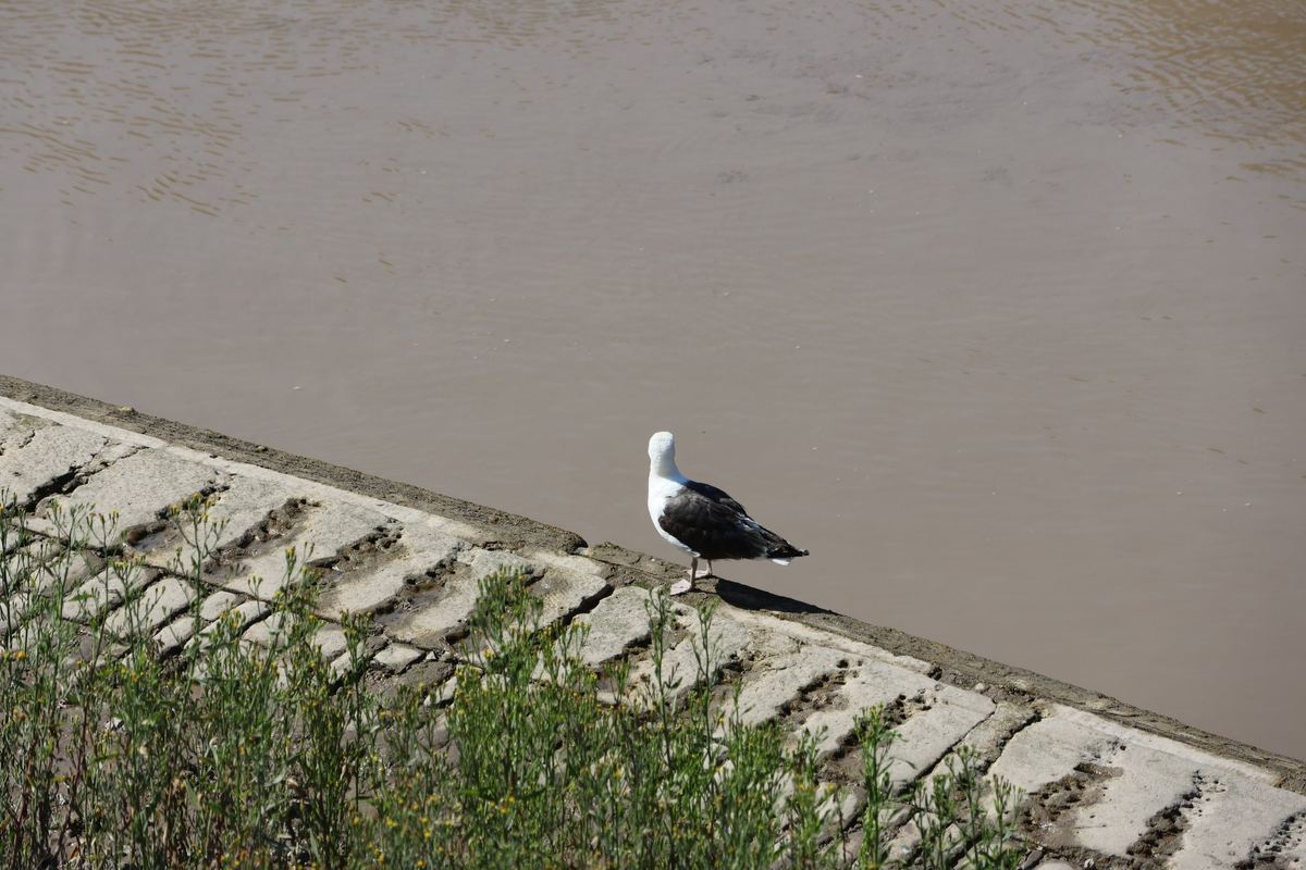 Gull by the Tidal Water photographed in Cumberland Basin, Bristol