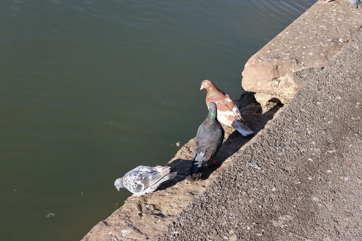 Three Pigeons by the Water, Bristol