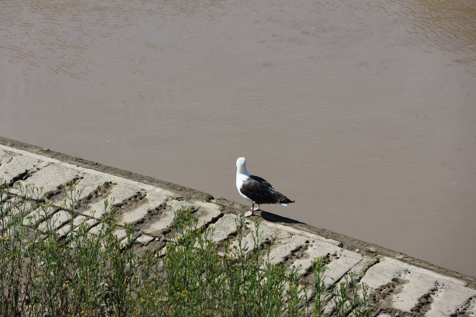 Gull by the Tidal Water, Cumberland Basin, Bristol