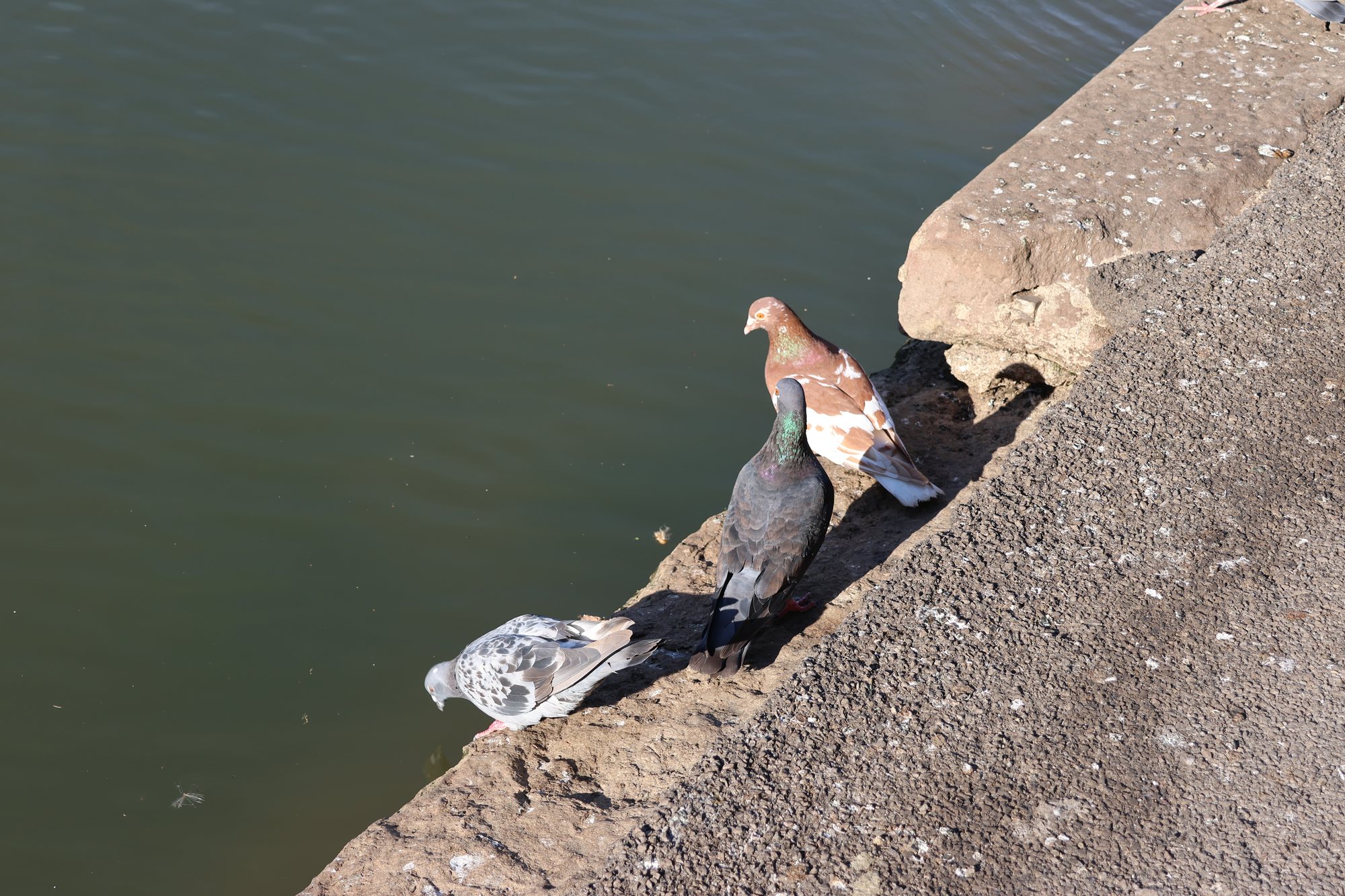 Three Pigeons by the Water, Bristol