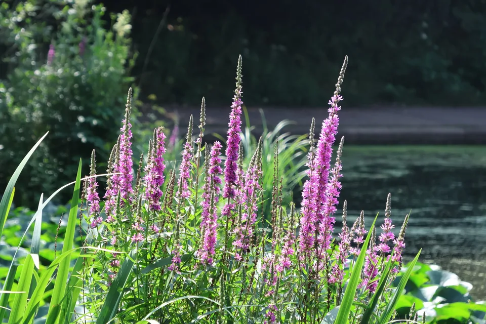 Tall, dense purple-pink loosestrife flower spikes with narrow leaves beside water
