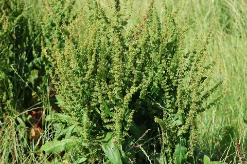 Reddish-brown dock seed heads and broad green leaves among grasses