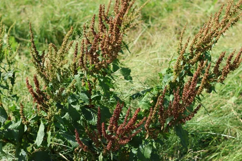 Reddish-brown dock seed heads and broad green leaves among grasses