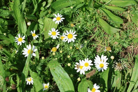 White daisy-like flower heads with yellow centres above divided, softly hairy green foliage