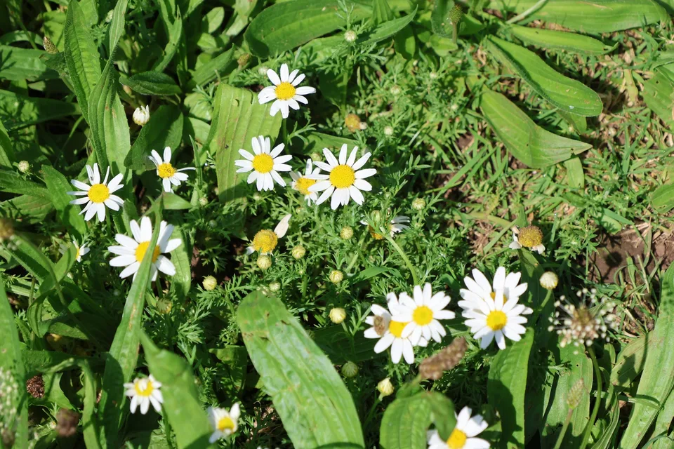 White daisy-like flower heads with yellow centres above divided, softly hairy green foliage