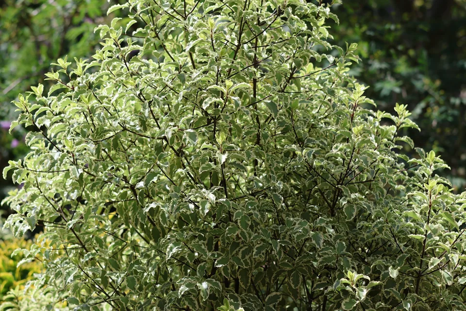 Cream-edged, wavy green pittosporum leaves on fine dark branches