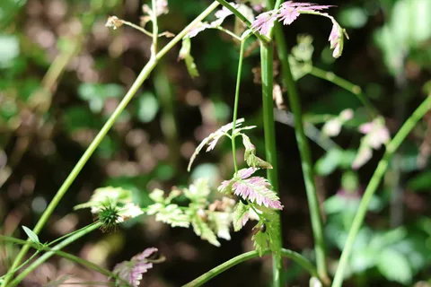A hooked avens seed head beside toothed, lobed leaves with reddish patches